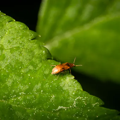 Gefleckter Scheinstachelkäfer