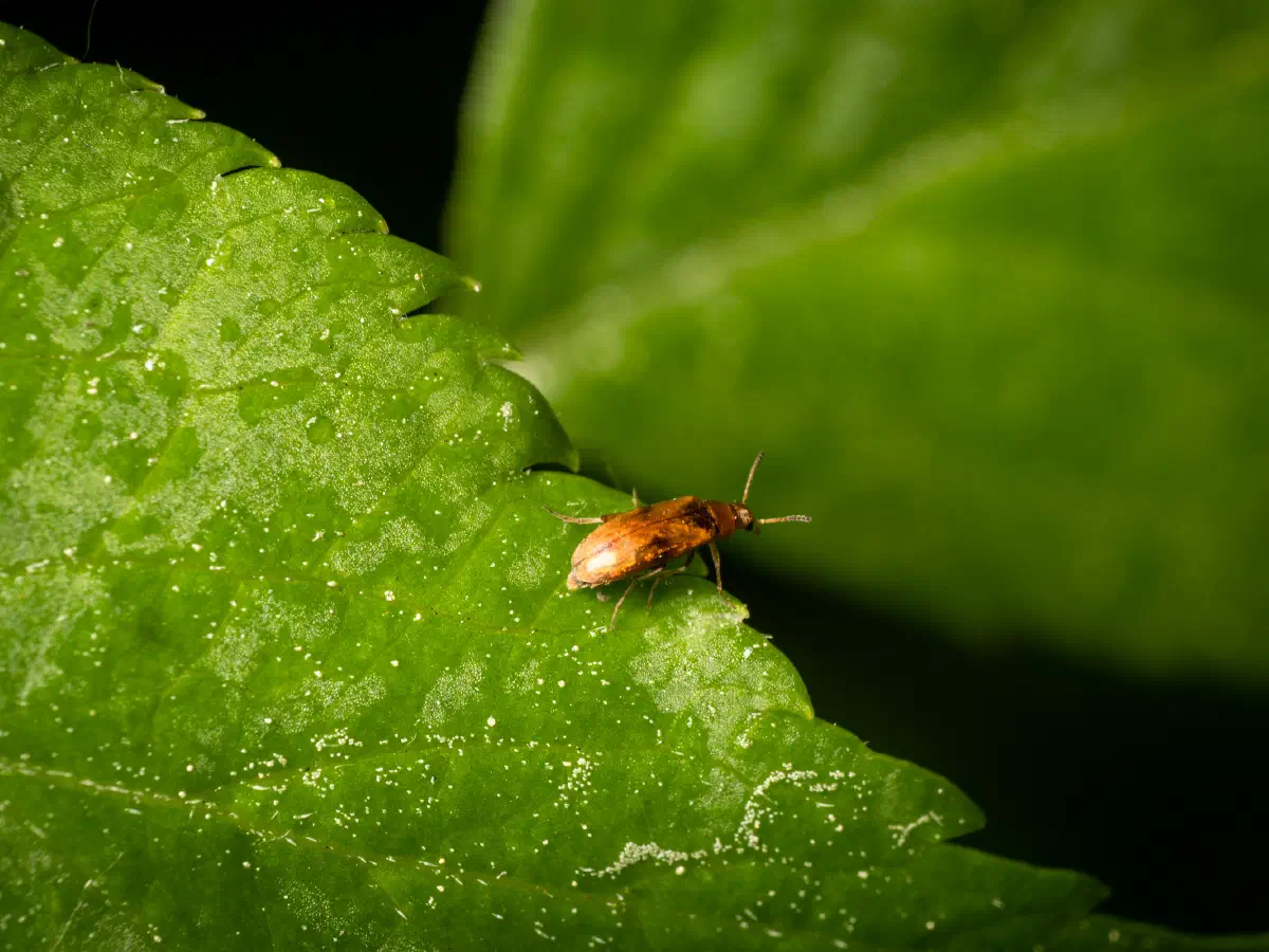 Gefleckter Scheinstachelkäfer