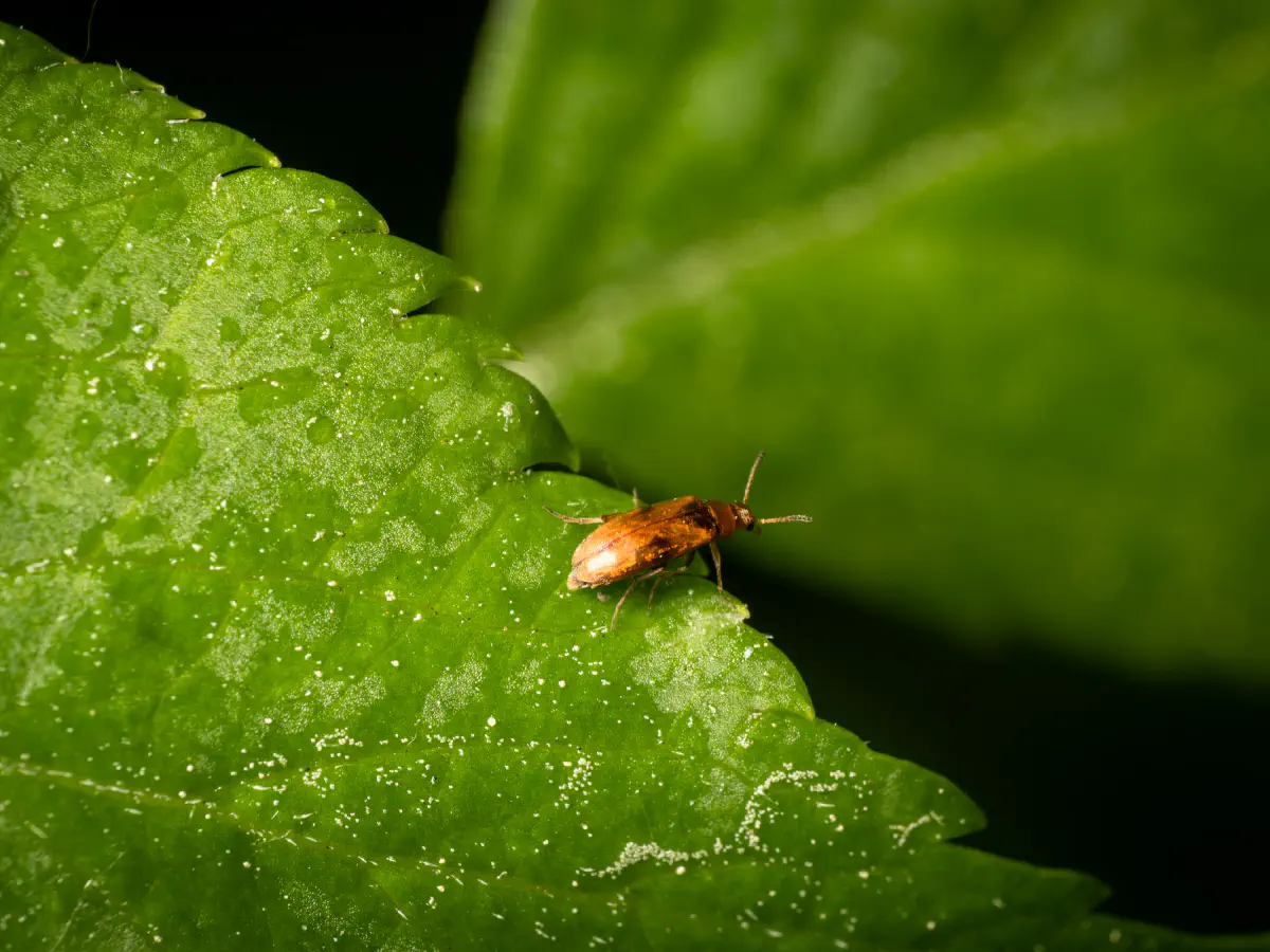 Gefleckter Scheinstachelkäfer