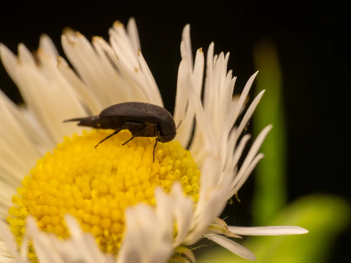 Rotstirniger Scheinstachelkäfer