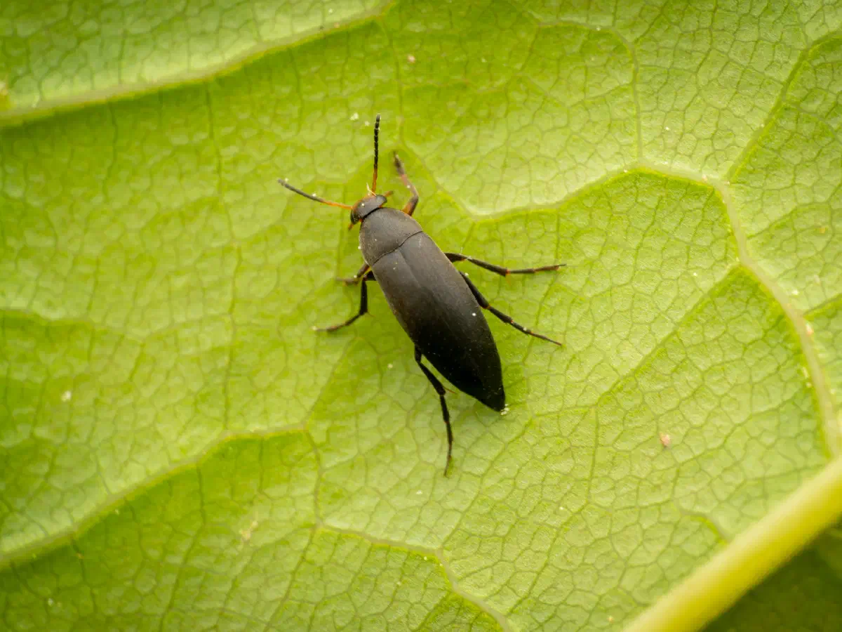 Rotstirniger Scheinstachelkäfer