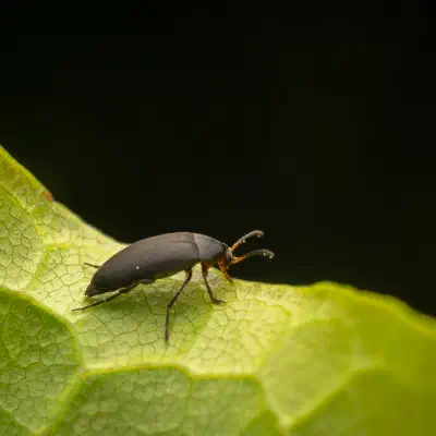 Rotstirniger Scheinstachelkäfer