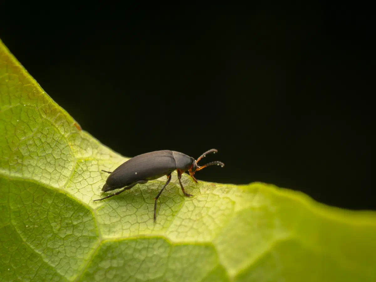 Rotstirniger Scheinstachelkäfer