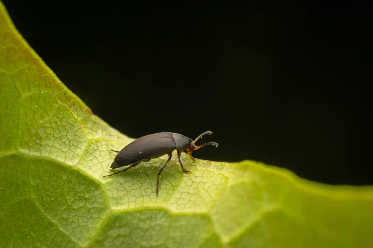Rotstirniger Scheinstachelkäfer