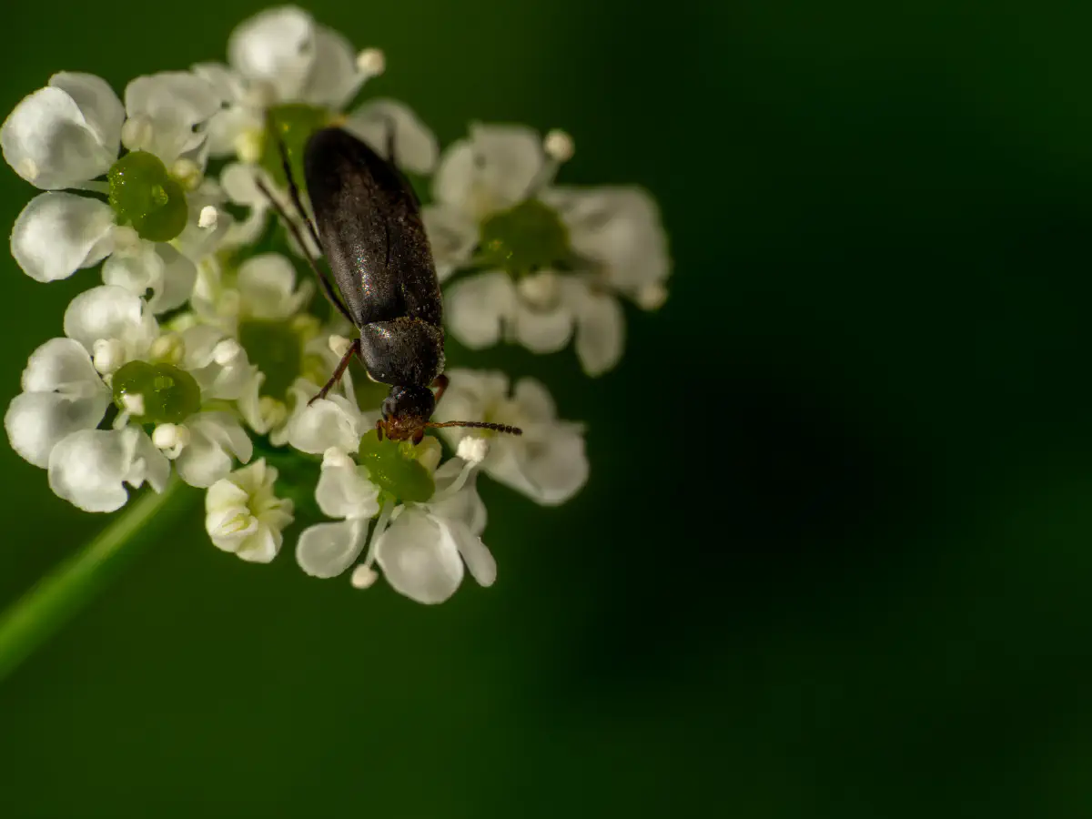 Rotstirniger Scheinstachelkäfer