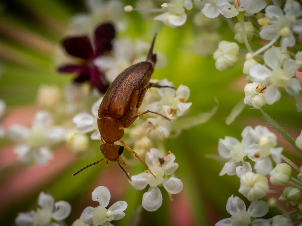 Rotstirniger Scheinstachelkäfer
