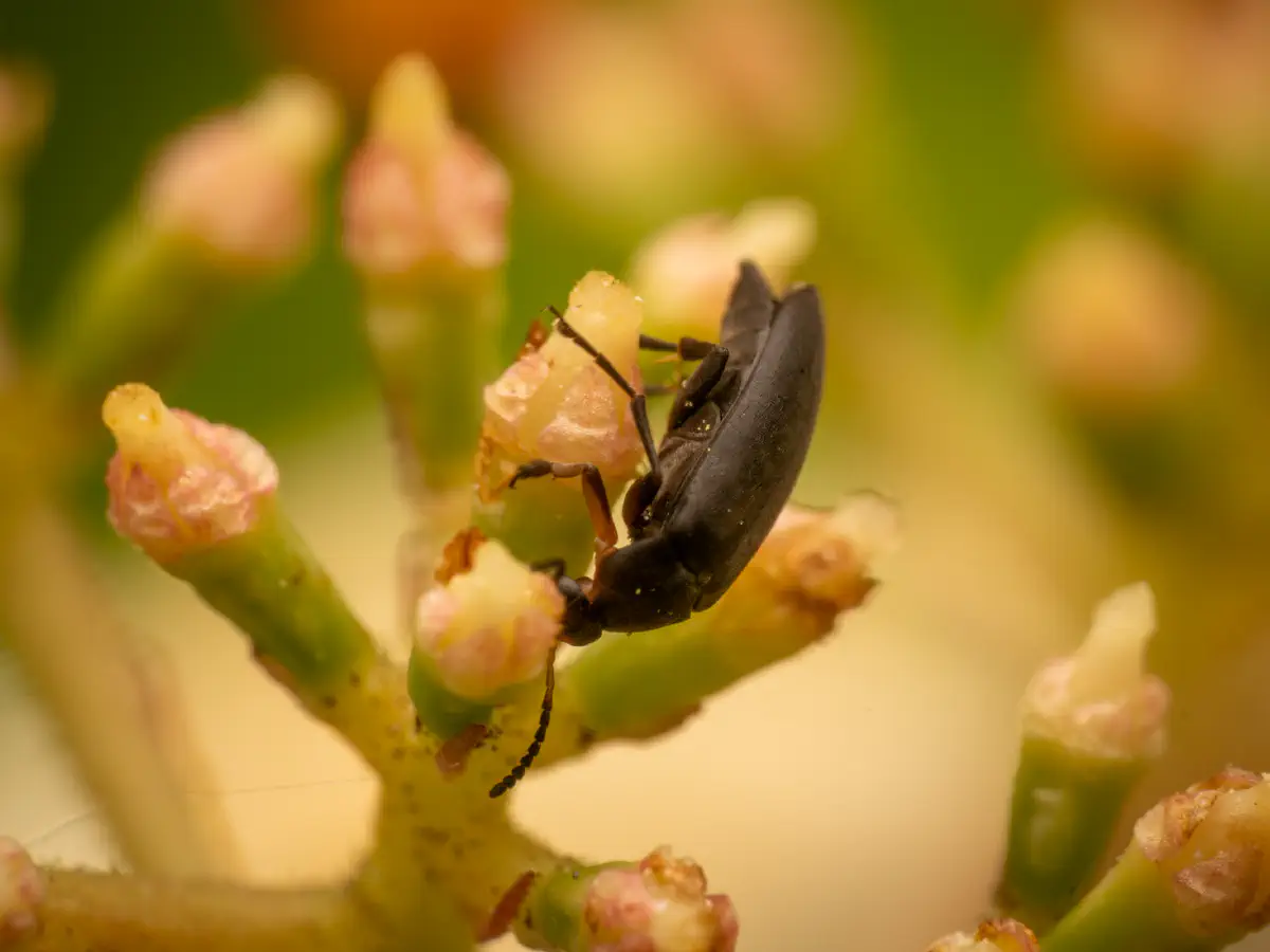 Rotstirniger Scheinstachelkäfer