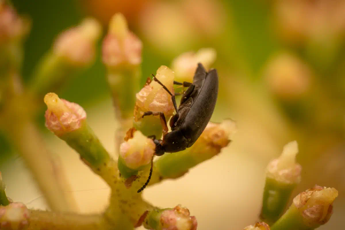 Rotstirniger Scheinstachelkäfer