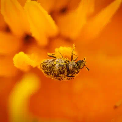 Wollkrautblütenkäfer