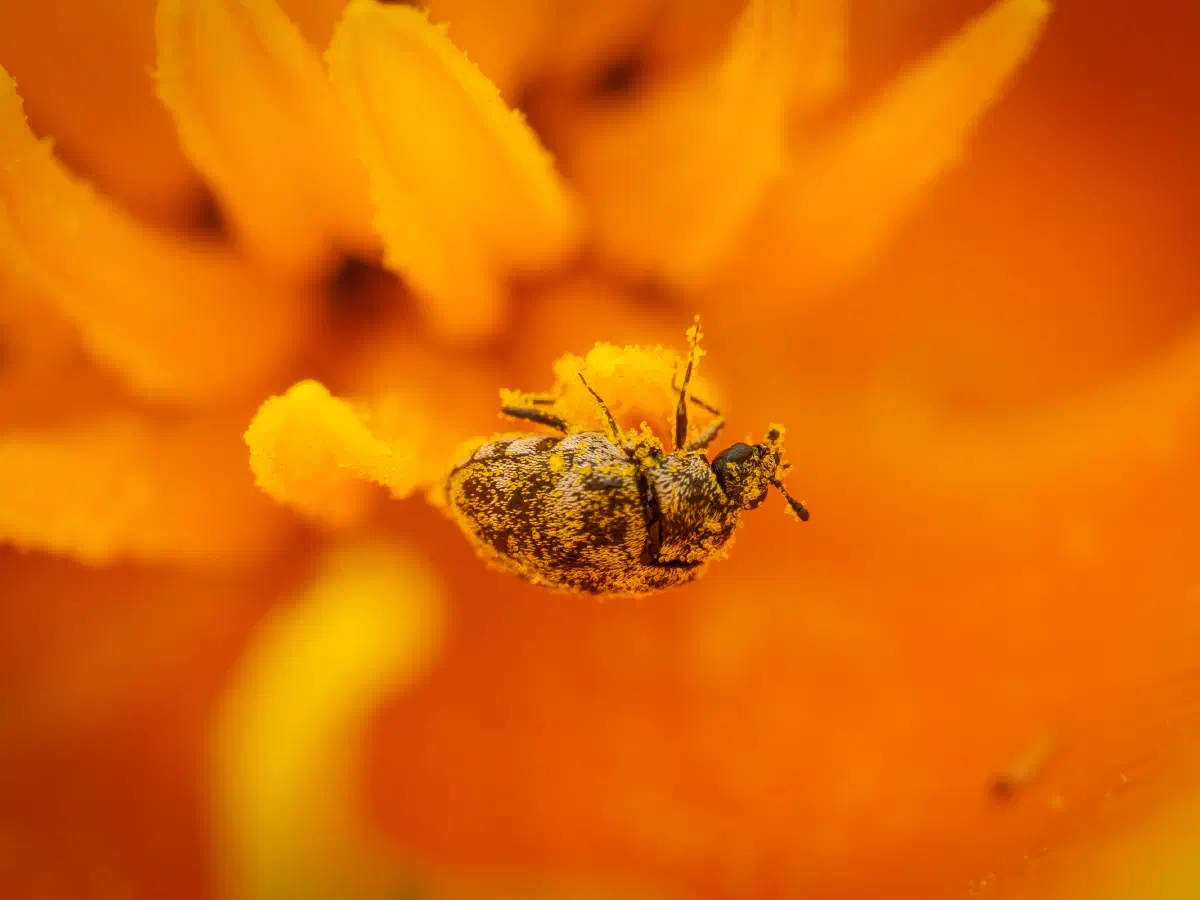 Wollkrautblütenkäfer