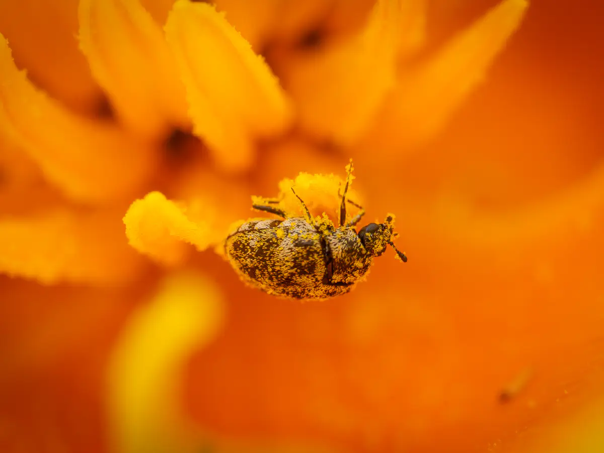 Wollkrautblütenkäfer