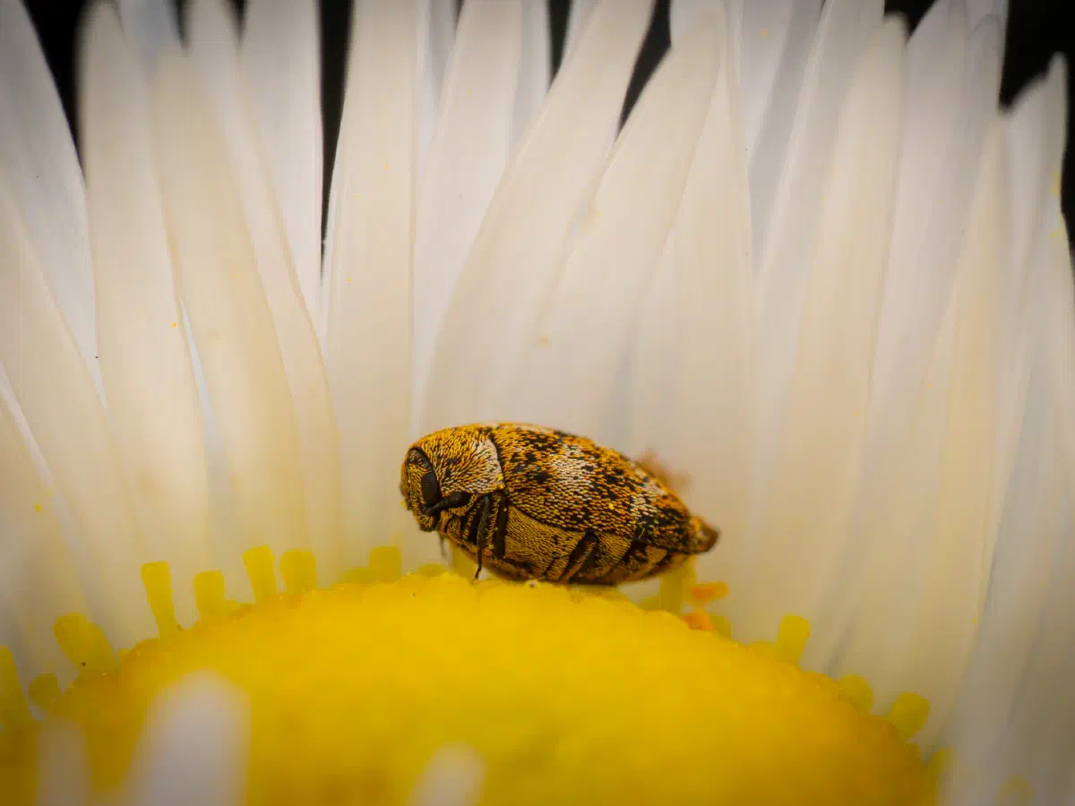 Wollkrautblütenkäfer