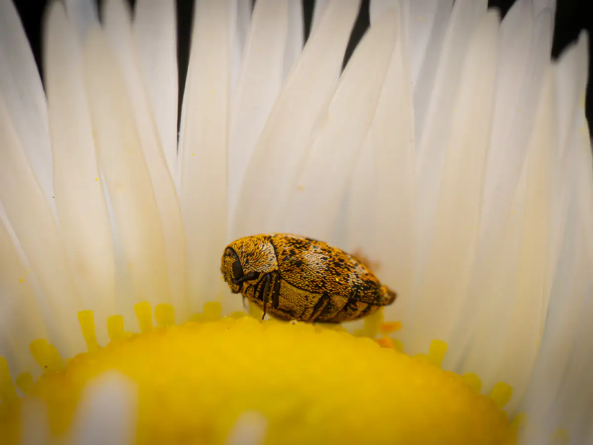 Wollkrautblütenkäfer