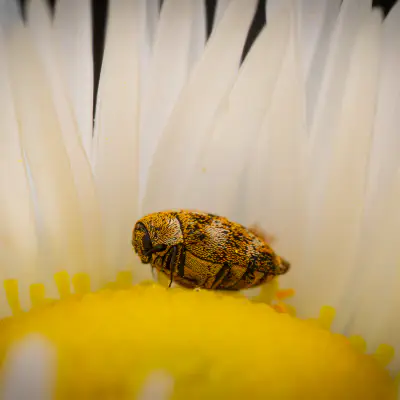 Wollkrautblütenkäfer