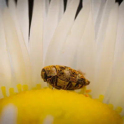 Wollkrautblütenkäfer