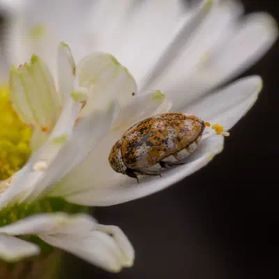 Wollkrautblütenkäfer