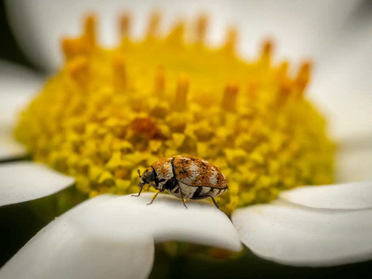 Wollkrautblütenkäfer