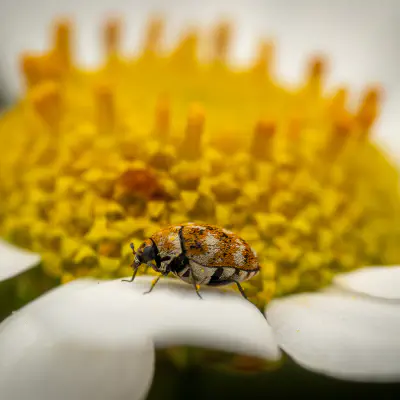 Wollkrautblütenkäfer