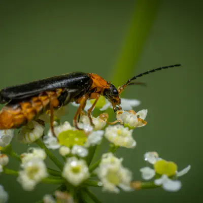 Ancistronycha tigurina