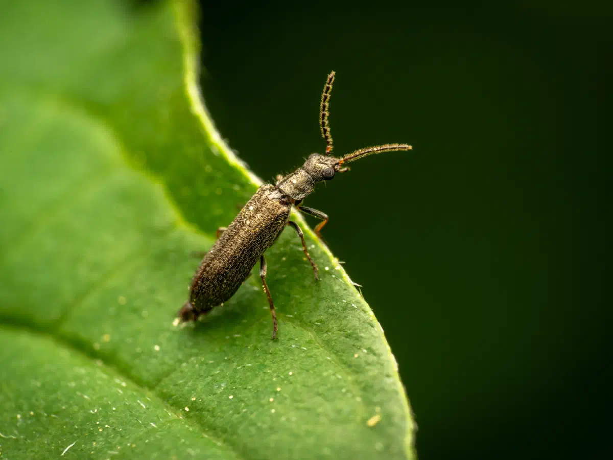 Bleischwarzer Wollhaarkäfer