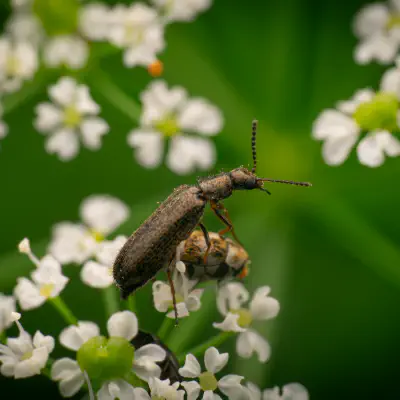 Bleischwarzer Wollhaarkäfer