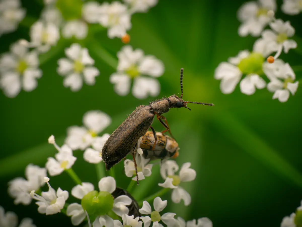 Bleischwarzer Wollhaarkäfer