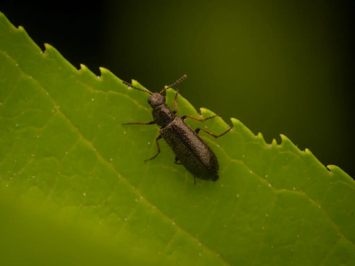 Bleischwarzer Wollhaarkäfer