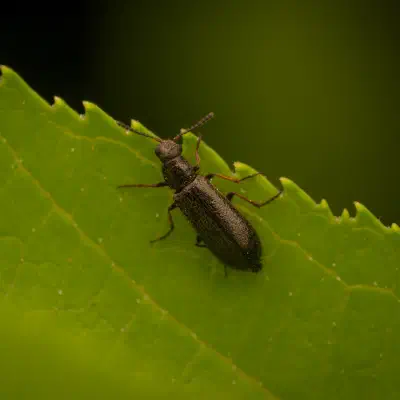 Bleischwarzer Wollhaarkäfer