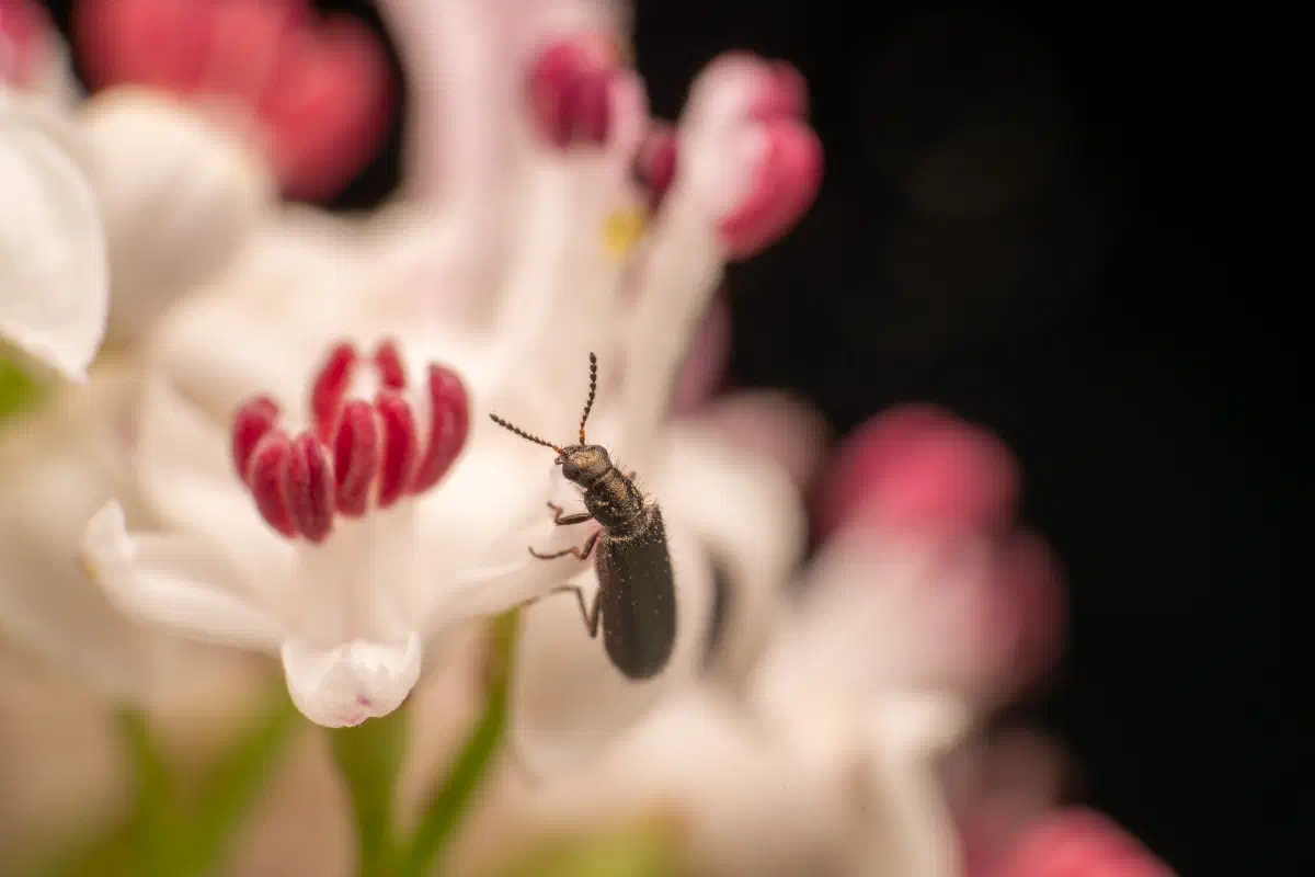 Bleischwarzer Wollhaarkäfer