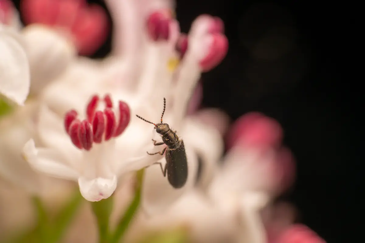 Bleischwarzer Wollhaarkäfer