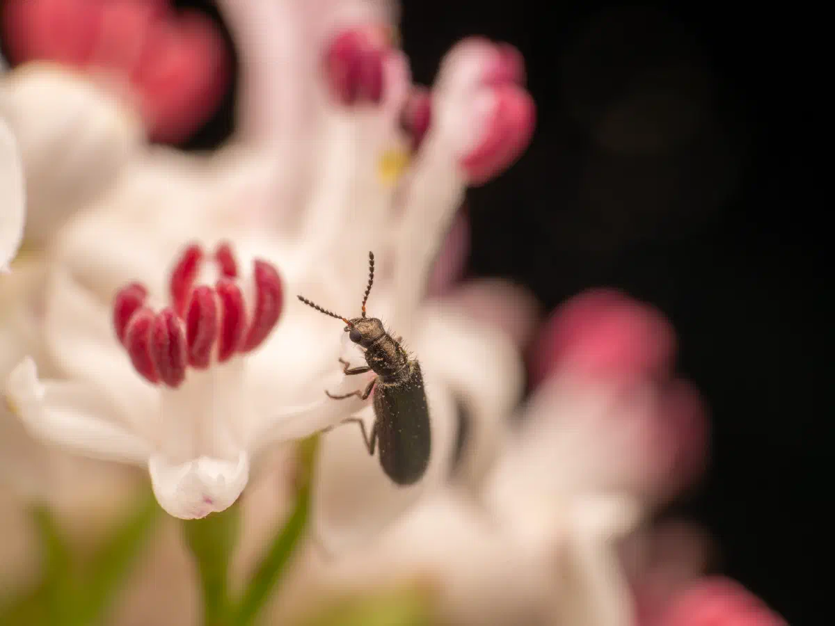 Bleischwarzer Wollhaarkäfer