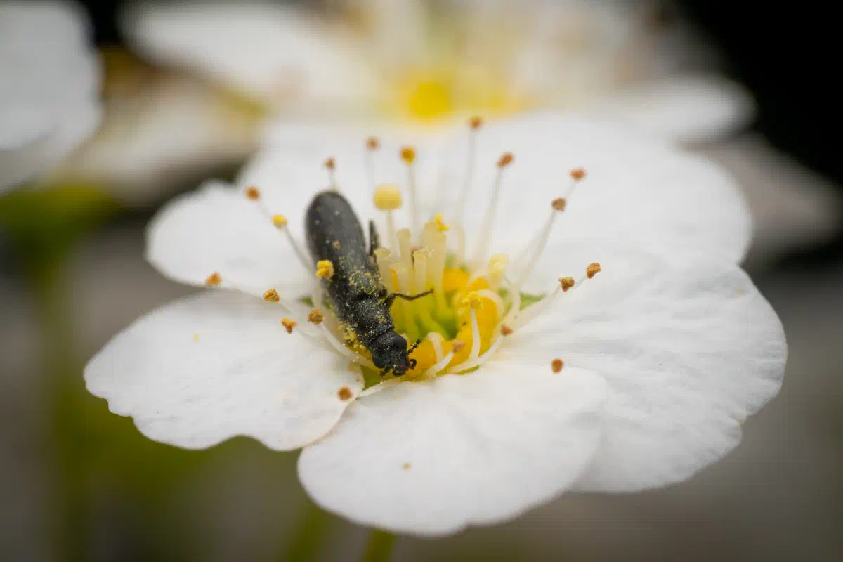 Bleischwarzer Wollhaarkäfer