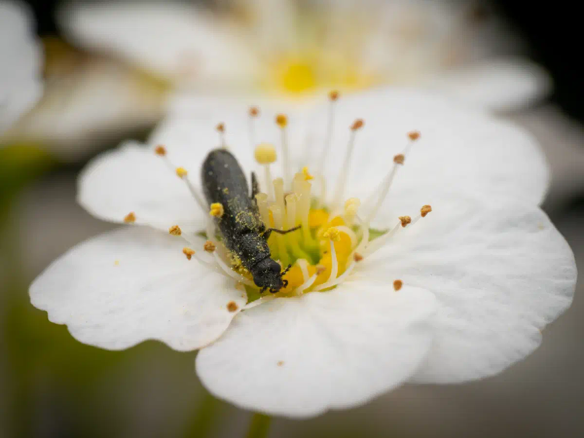 Bleischwarzer Wollhaarkäfer