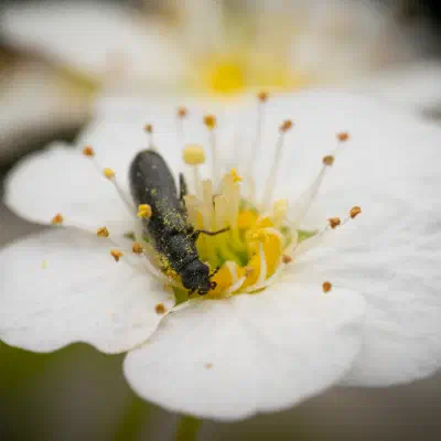 Bleischwarzer Wollhaarkäfer