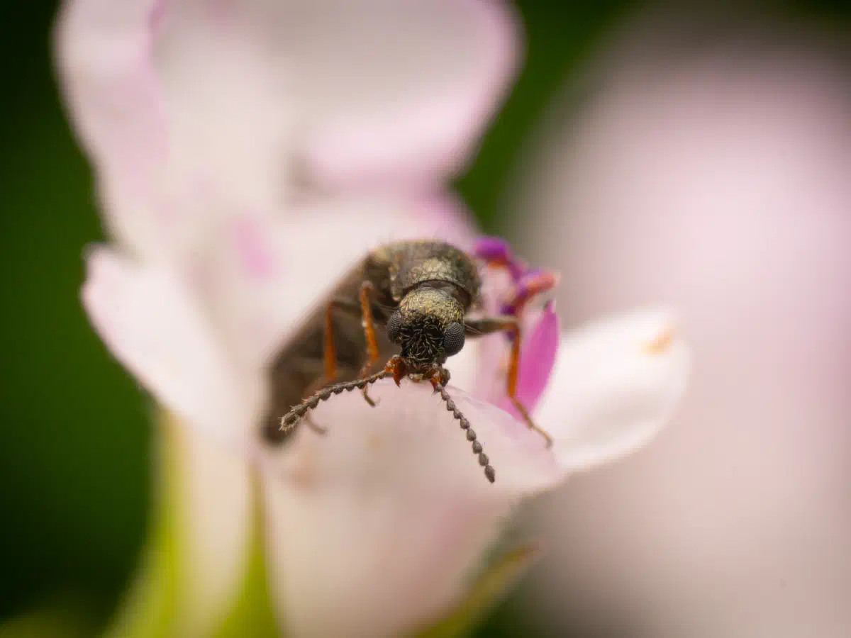 Bleischwarzer Wollhaarkäfer