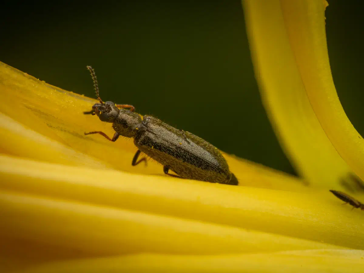 Bleischwarzer Wollhaarkäfer