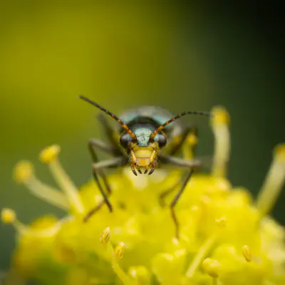 Gelbstirniger Warzenkäfer