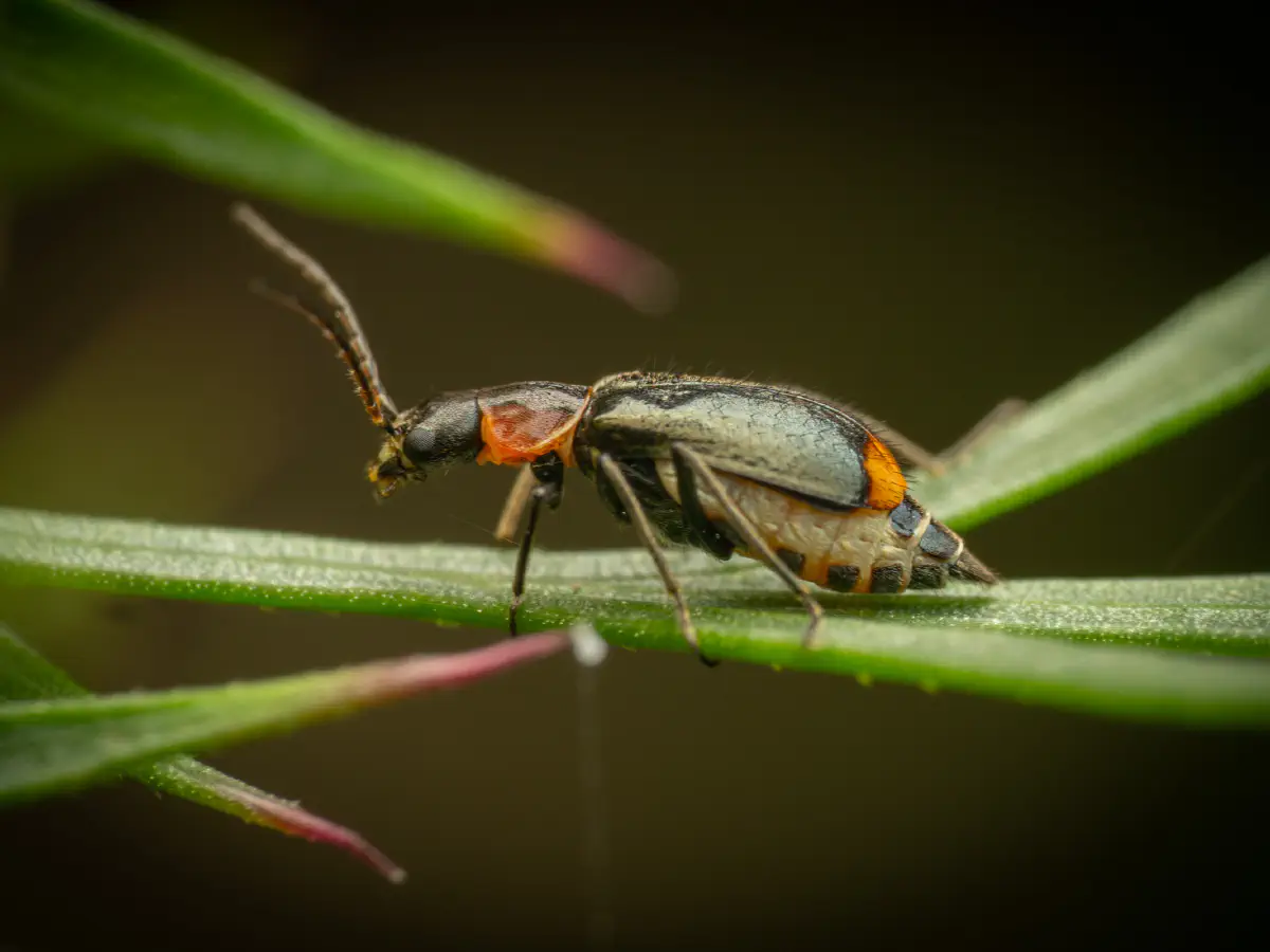 Kleiner Warzenkäfer