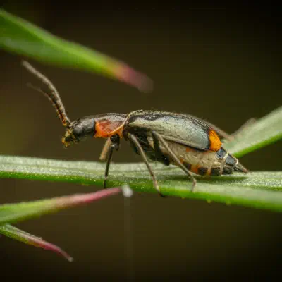 Kleiner Warzenkäfer