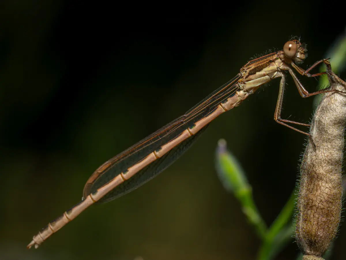 Gemeine Winterlibelle