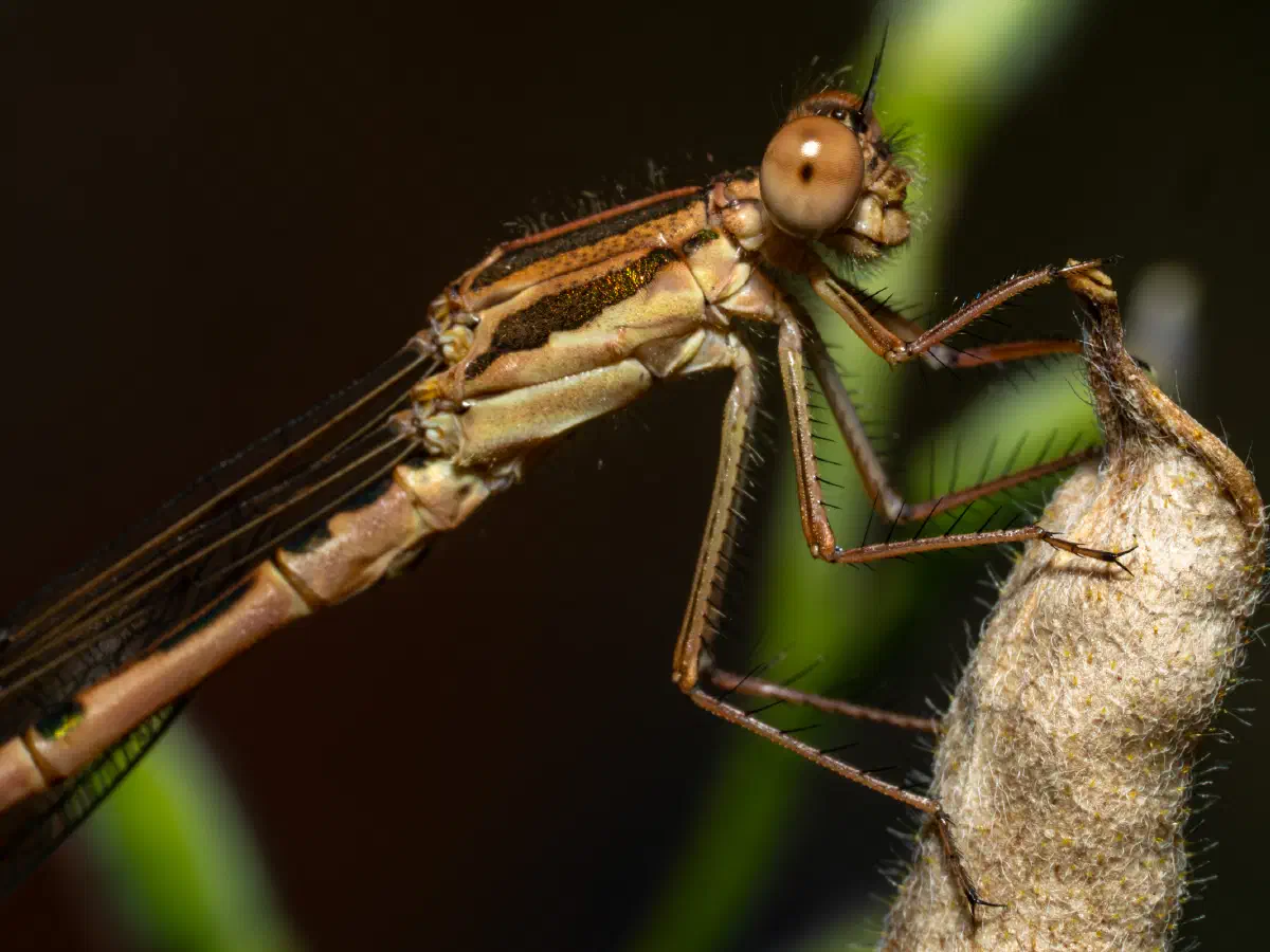 Gemeine Winterlibelle