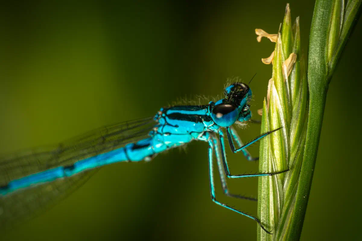Coenagrion mercuriale