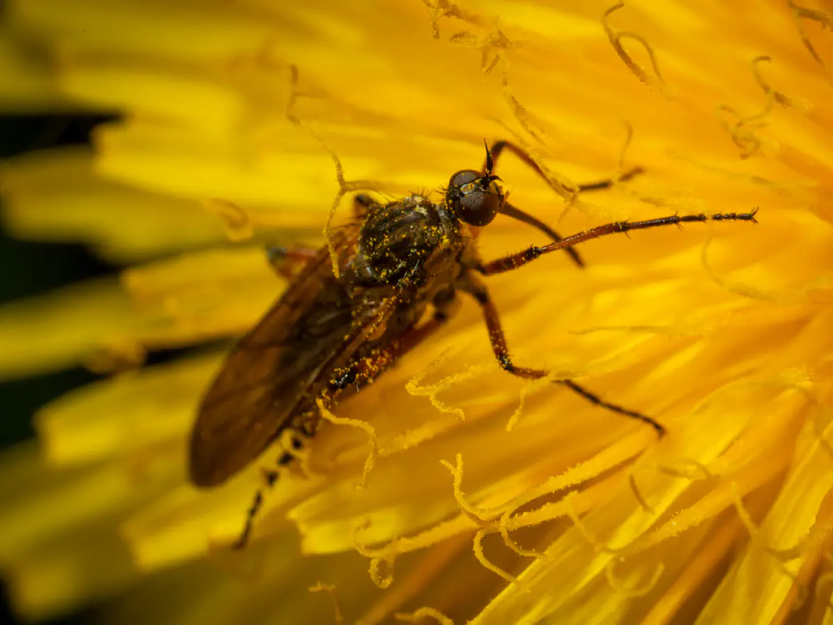 Gemeine Fenstermücke