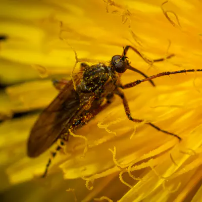 Gemeine Fenstermücke