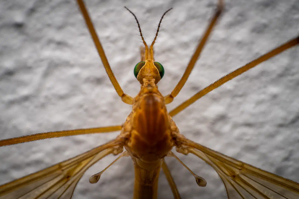 Gefleckte Herbstschnake