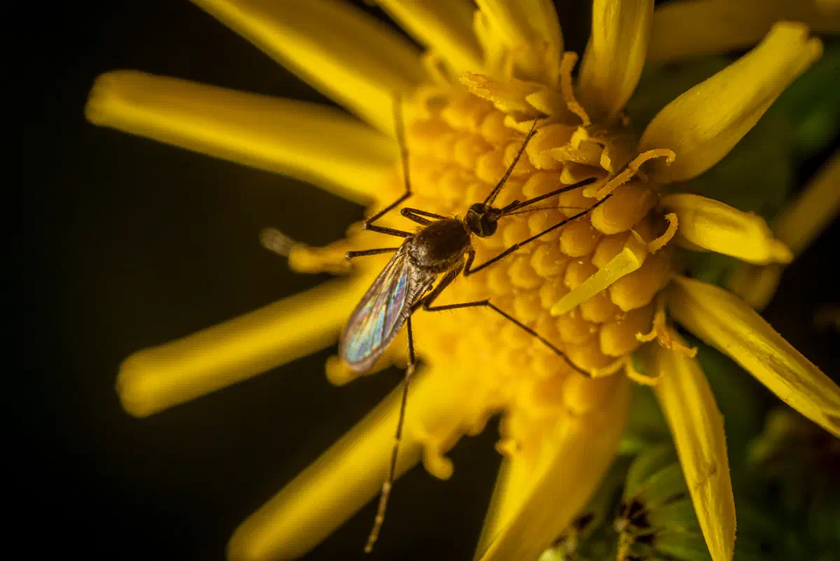 Stechmücken – No. 3