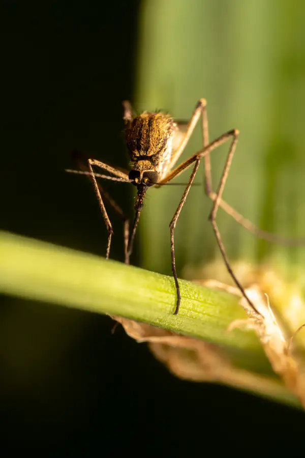 Stechmücken – No. 4