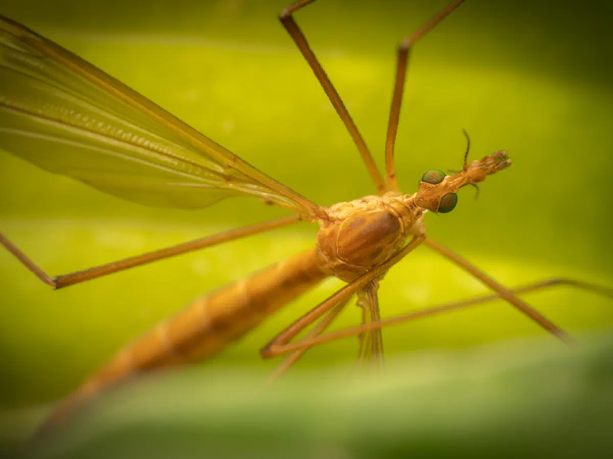 Tipule à ailes cendrées avec une tache blanche cendrée
