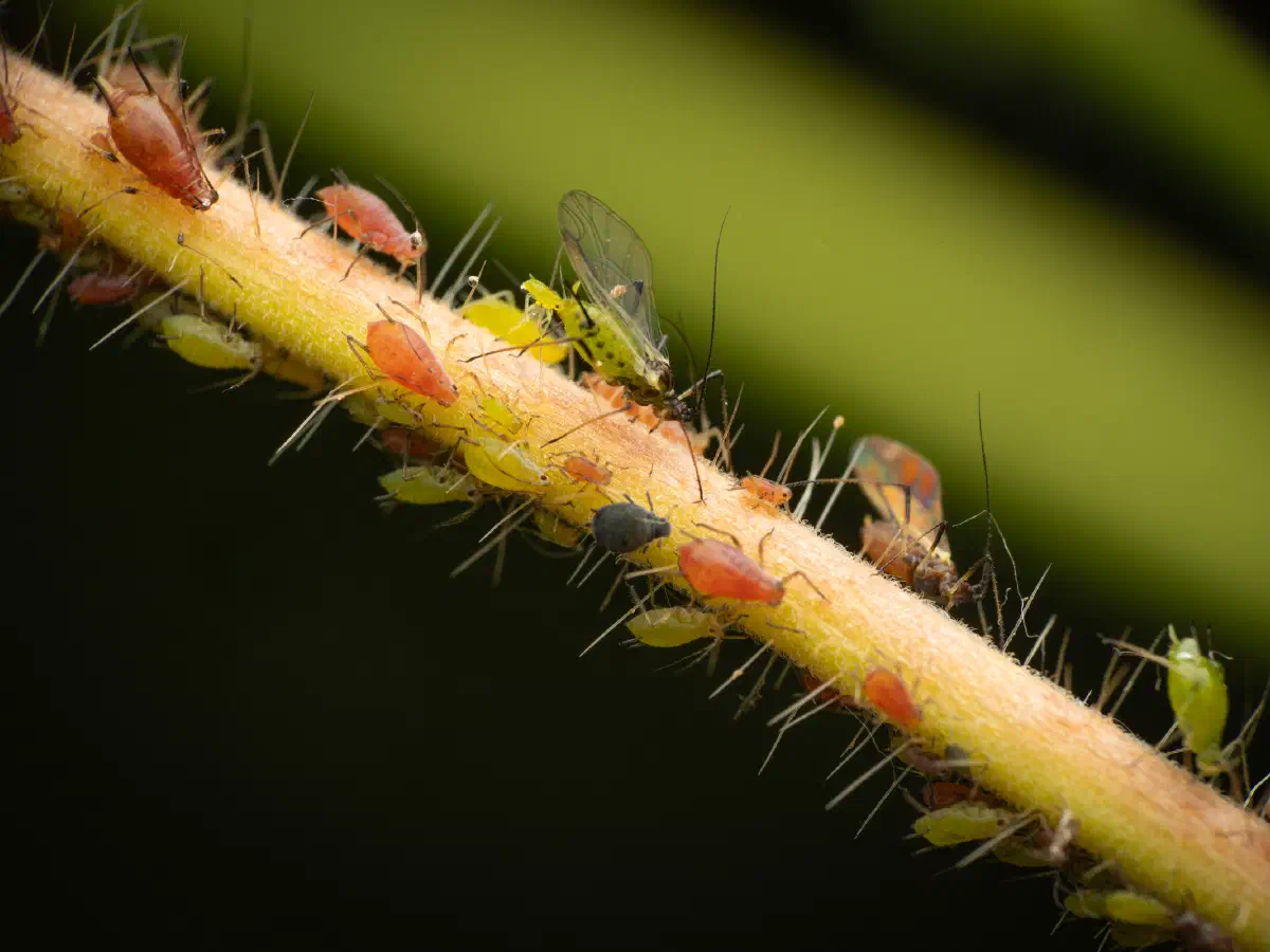 Große Rosenblattlaus