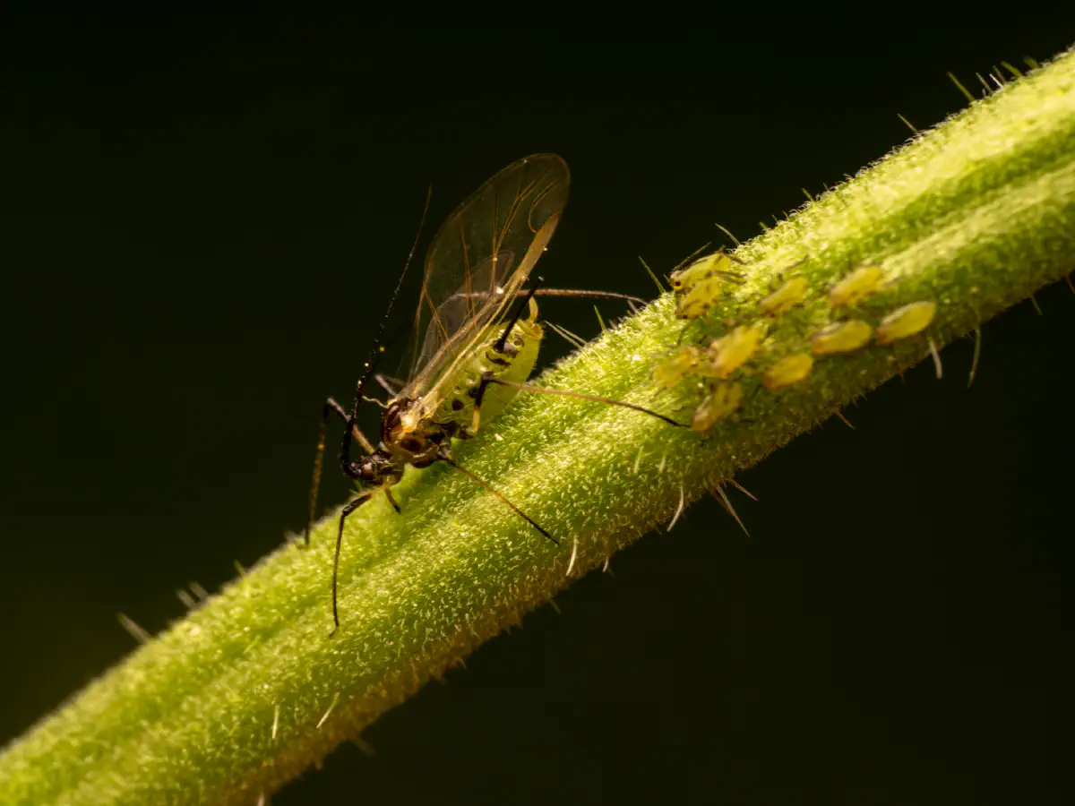 Große Rosenblattlaus